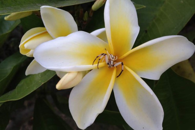 A crab spider sits in the middle of a frangipani