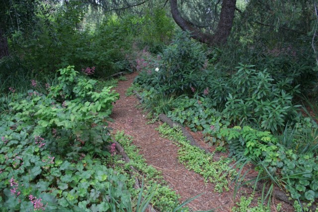 A path runs through a shady woodland garden