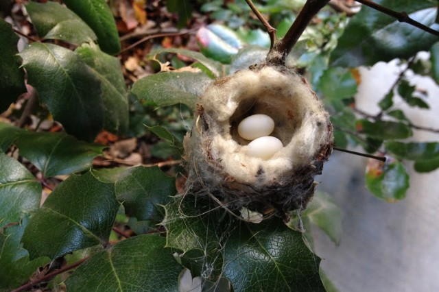 Oregon grape leaves surround a hummingbird nest