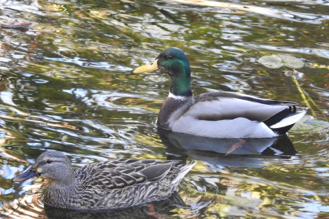 Male and female mallard ducks paddling in the pond