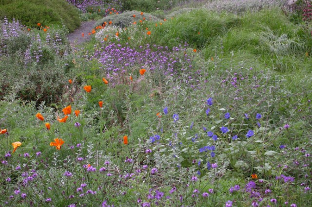 Native California wild flowers in a meadow