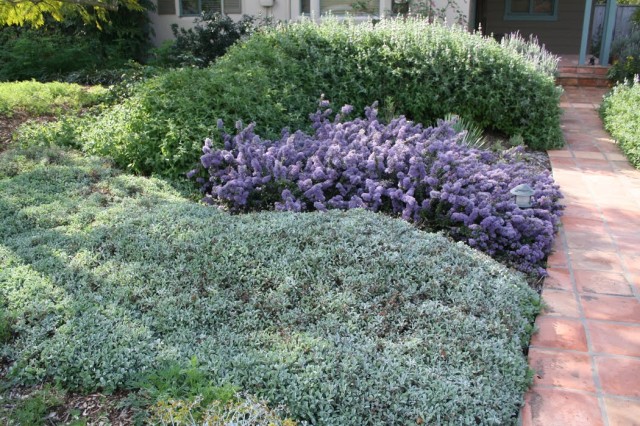 Aster, ceanothus, and sage bushes create purple and green heding