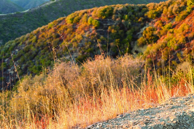 Dried invasive grasses cover parts of the Santa Monica Mountains in Southern California.