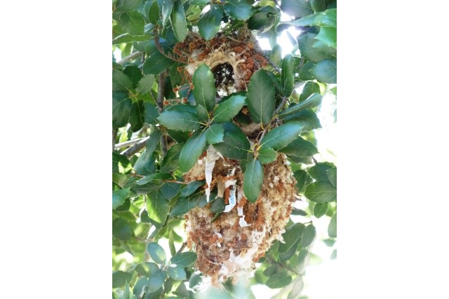 A brown bushtit nest in a coast live oak tree