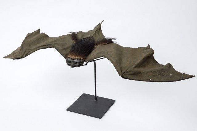 A prop bat from Dracula stretched out on a stand