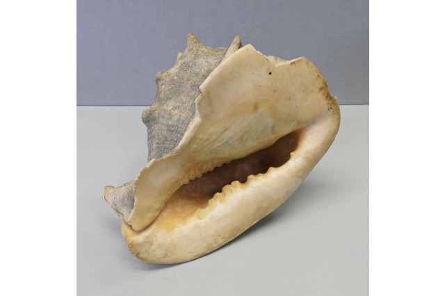 Conch Shell Horn From Rongerik Atoll 