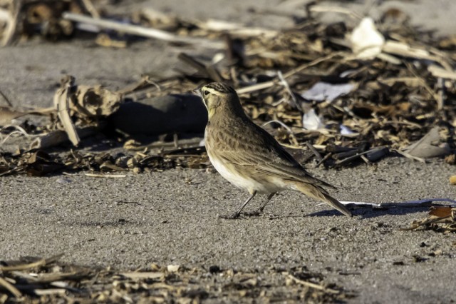 horned lark ormond beach, oxnard _inat user zabbey.jpg