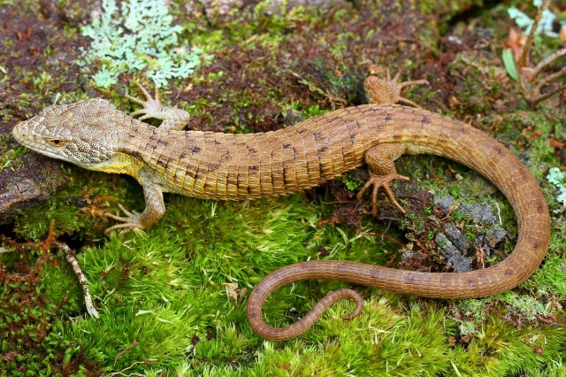 Abronia morena