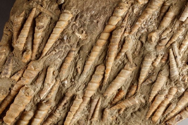 fossil snails on rock