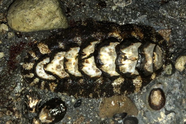 California chiton