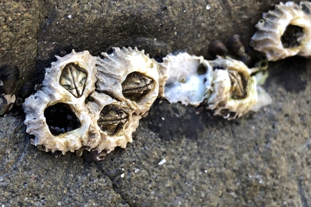 Acorn barnacles