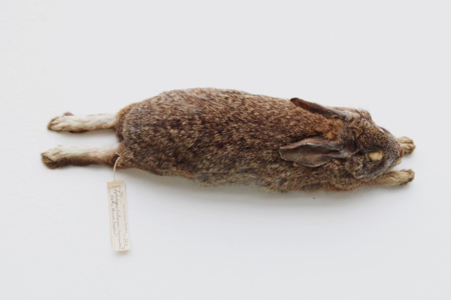Brush rabbit 