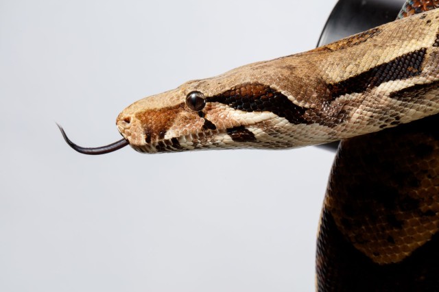 Profile of snake