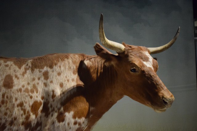 head of cow with horns