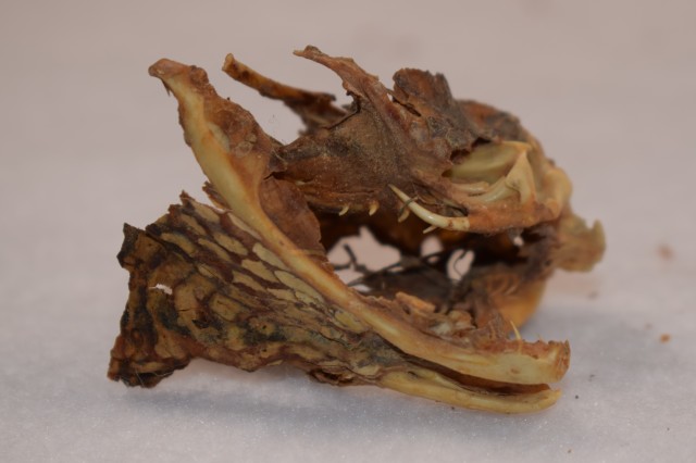 mummified head of a rattlesnake 