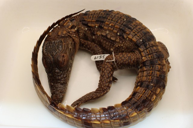 body of small crocodile 