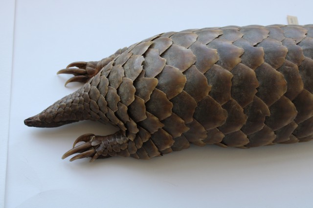 pangolin 