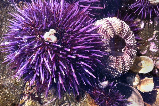 Purple sea urchin Strongylocentrotus purpuratus