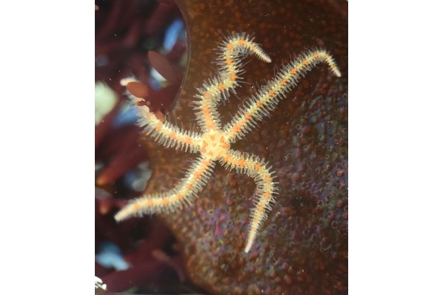 Brittle star Ophiothrix spiculata