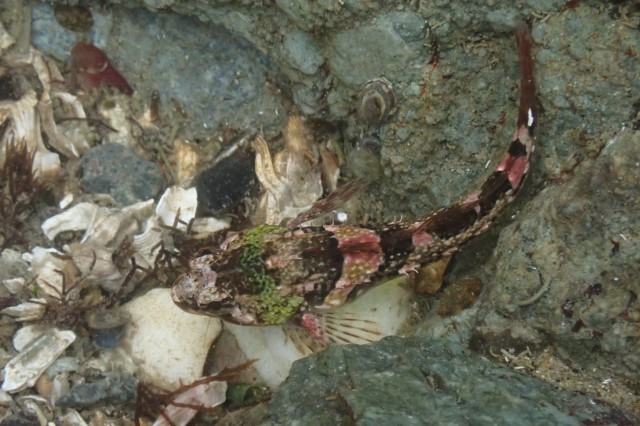 Tidepool sculpin Oligocottus maculosus