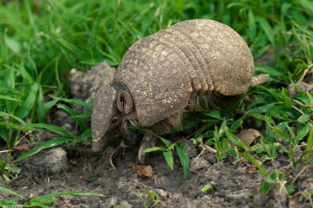 Armadillo walking through a patch of grass