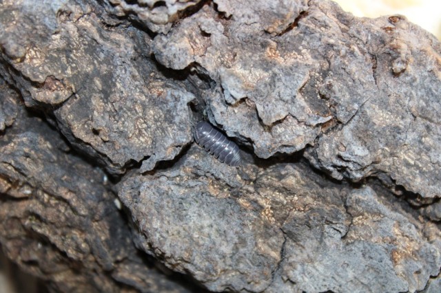 Single pill bug crawling through the cracks on a piece of bark