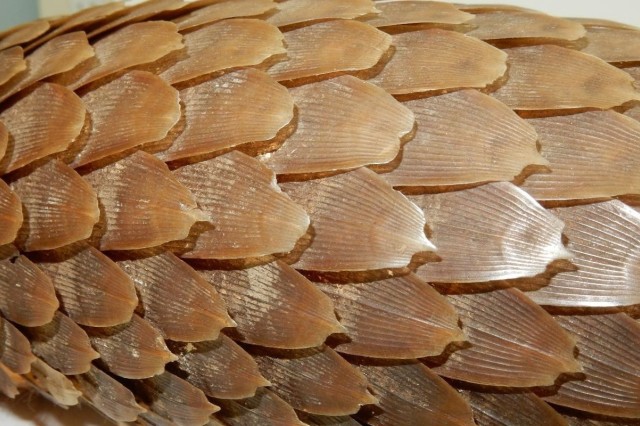 Closeup of a pangolin&#039;s brown, overlapping, broad, flat scales 