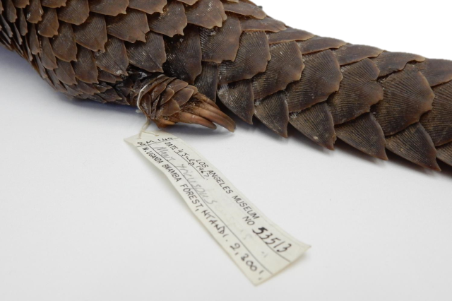 Close up species label tied to the scaley, left hind foot of a pangolin museum specimen