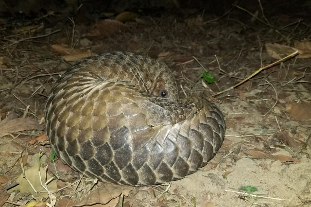 Pangolin curled on its side at night, peaking out over its tail