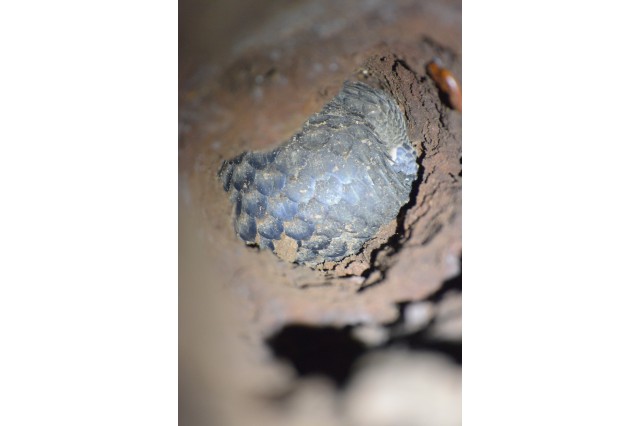 Looking down a burrow hole to the curled up back of a pangolin in its burrow