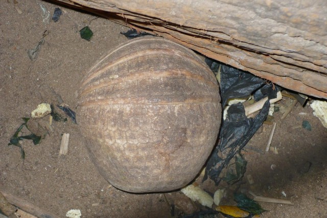 Looking down on an armadillo&#039;s back curled into a tight ball