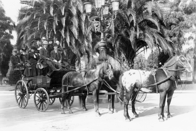 Antique photograph of an open-top carriage pulled by four horses, filled with tourists riding in a park filled with palm trees