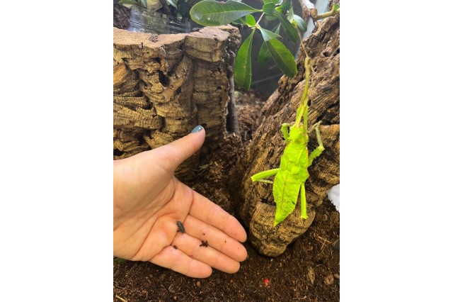 Pill-bug crawling on a person&#039;s hand in a terrarium next to a large, bright green leaf-shaped stick bug sitting on a piece of bark.