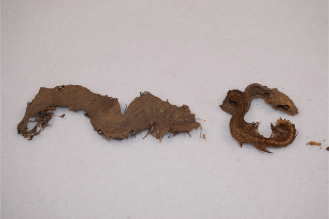 Mummified Trans-Pecos rat snake (Bogertophis subocularis) 