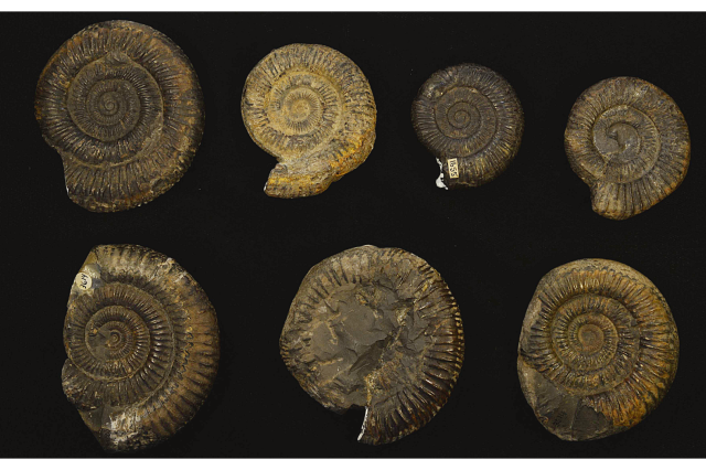 Ammonites (Dactylioceras commune) from NHMLAC Collection