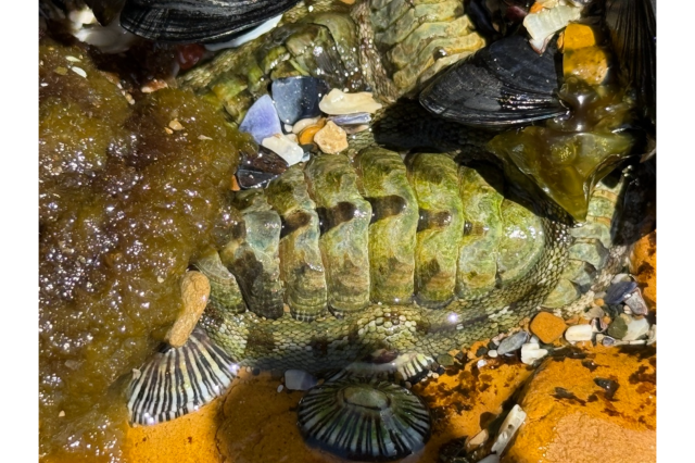 Snakeskin Chiton iNaturalist