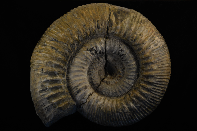 Ammonite (Nodicoeloceras incrassatum) from NHMLAC Collection