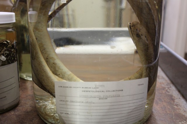 Black mamba in specimen jar