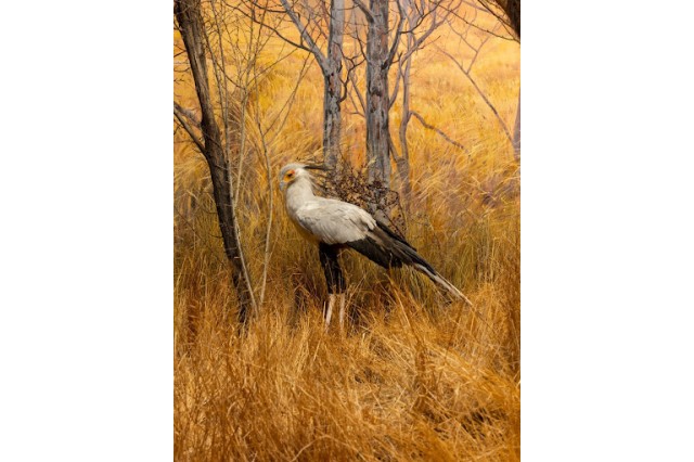 Secretary bird in AMH (close up)