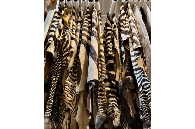 Zebra skins hanging from coat hangers in the Mammalogy Collection