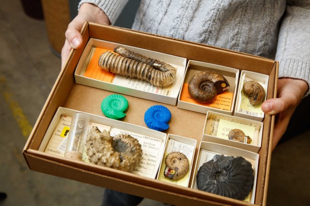 Close up of hands holding a tray of fossils