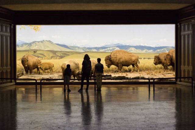 Children facing a diorama of buffalos