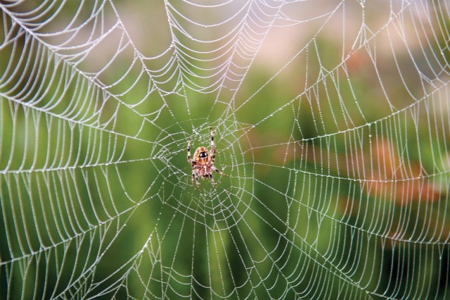 Small spider sitting in the middle of her large orb web
