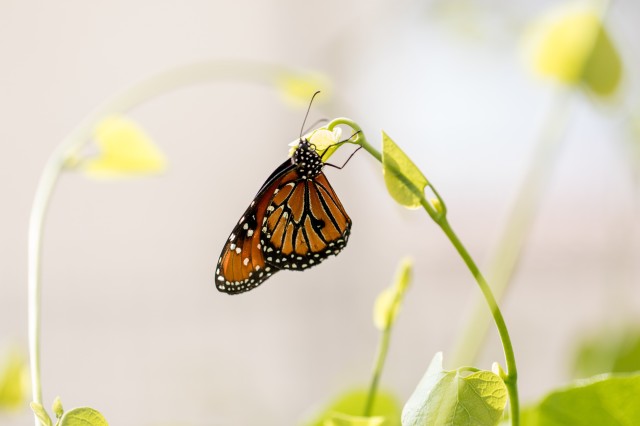 Orange and black butterfly hanging from a green stemmed and yellow flower