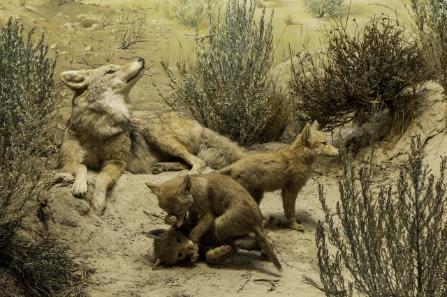 Family of coyotes in a sandy environment with plants around them
