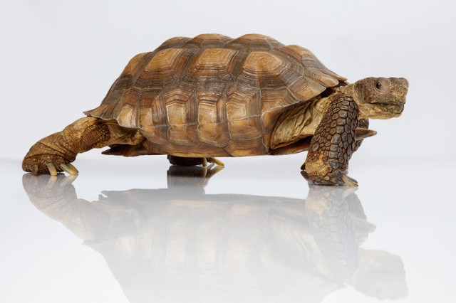 Side view of tan and brown turtle against a white background