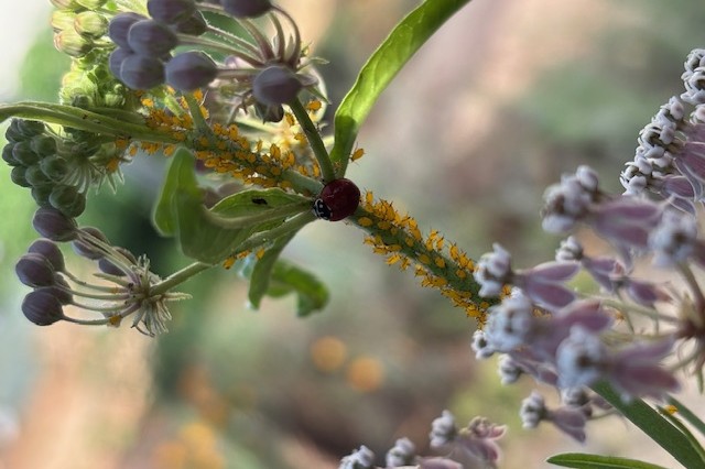 Aphids on narrow leaf milkweed in the Nature Gardens