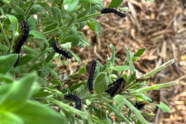 Buckeye caterpillars devouring island snapdragon