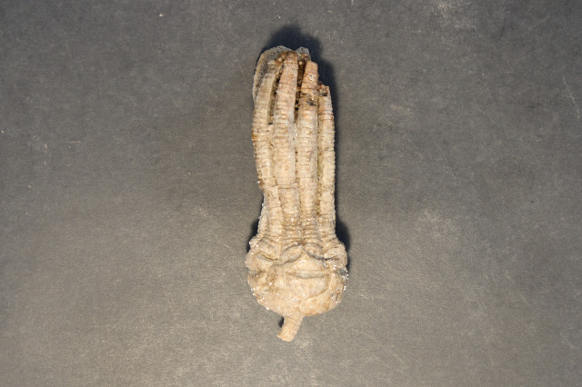 This specimen showcases the well-preserved cup (calyx) at the base, from which several thick, segmented arms extend upward. The fossil displays the characteristic robust, rounded structure of the dorsal cup and the intricate articulation of the brachials (arm segments) typical of this crinoid species.
