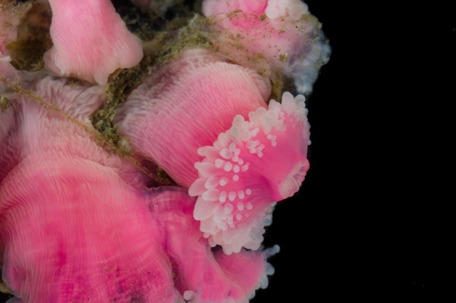Corynactis corals